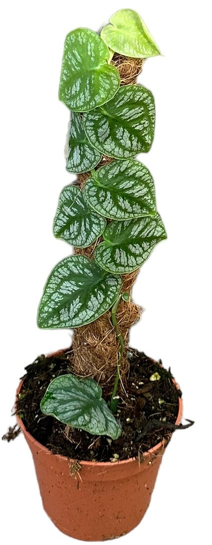 Monstera Dubia