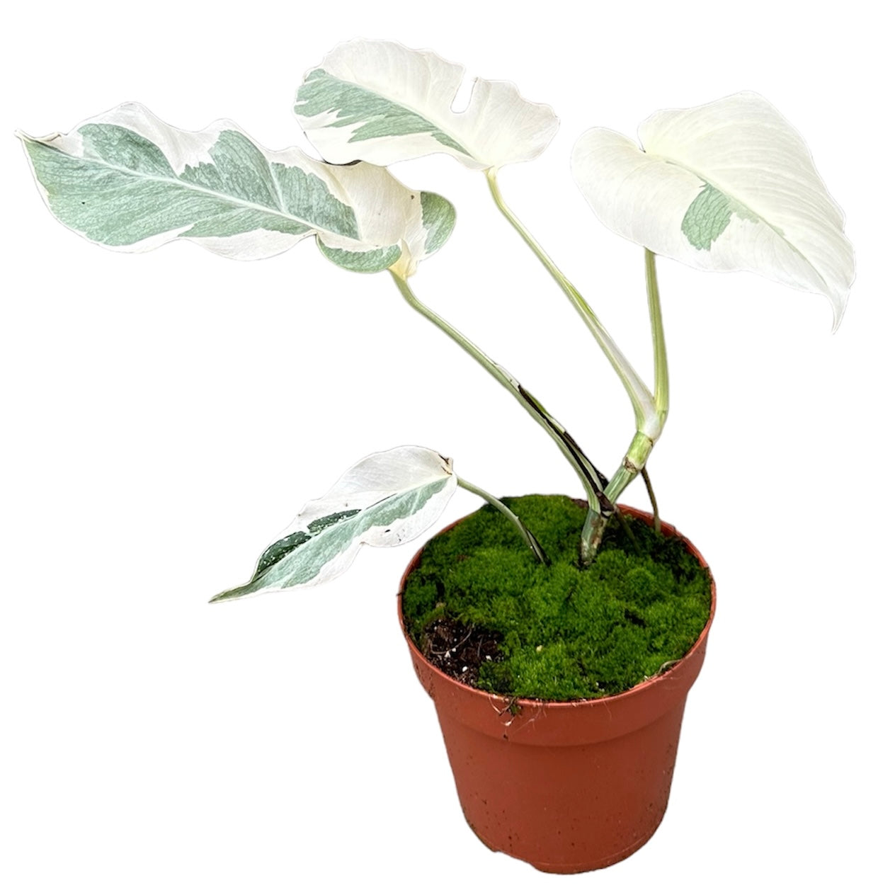 Monstera White Ghost