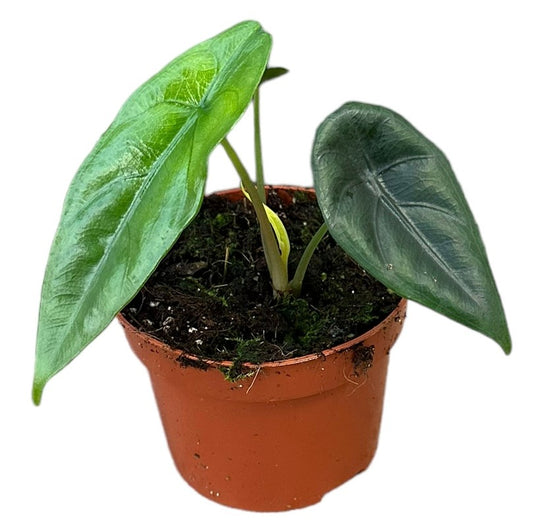 Alocasia Venusta