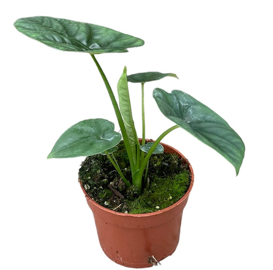 Alocasia Lukiwan