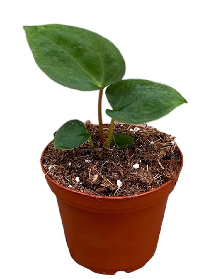 Anthurium Papillilaminum