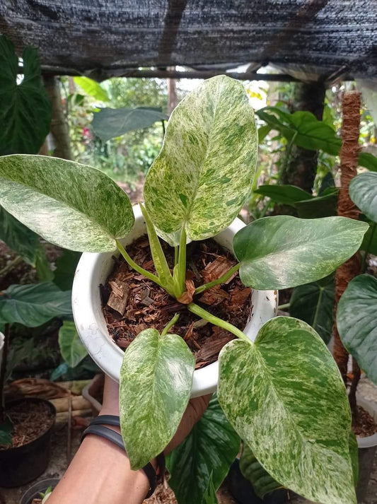 Philodendron 'Giganteum' 'Good Marble'