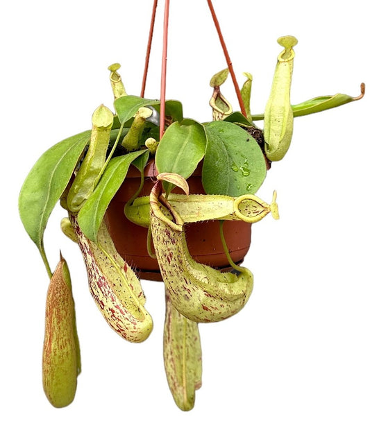 Nepenthes Monkey Jars Mojito