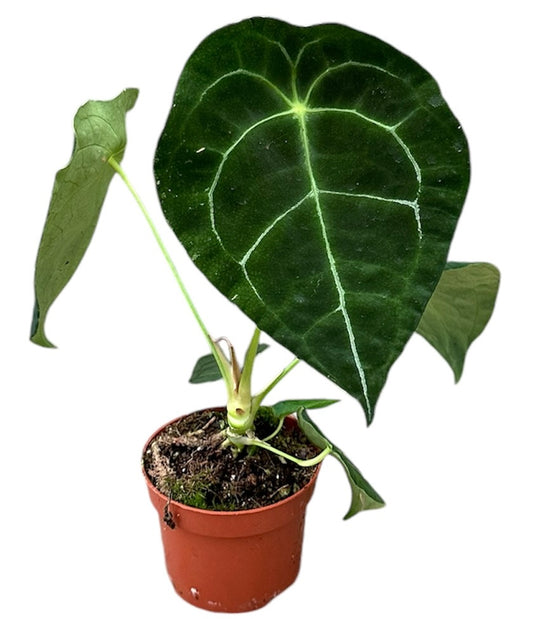 Anthurium forgetii