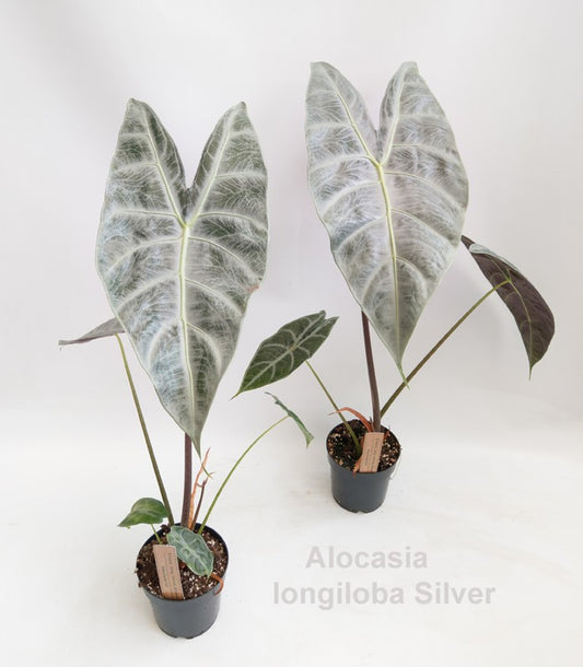 Alocasia longiloba 'Silver' 14cm