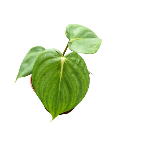 Philodendron McDowell