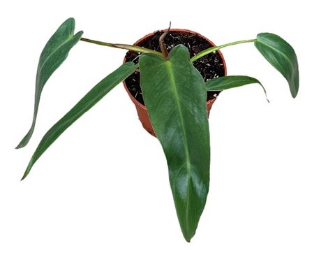 Philodendron spiritus-sancti