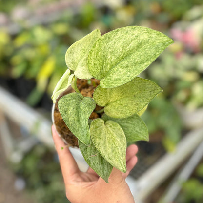 Scindapsus 'Super Star' variegata