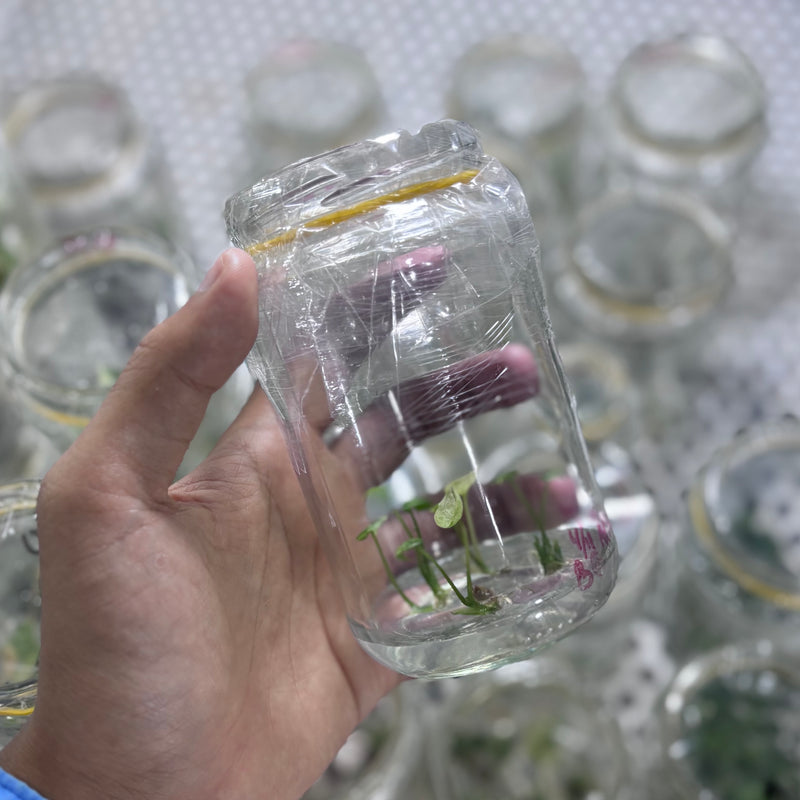 Alocasia sinuata Variegata - Tissue culture