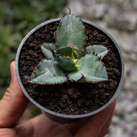 Agave Blue Ball