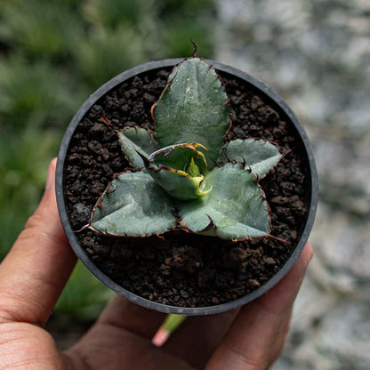 Agave Blue Ball