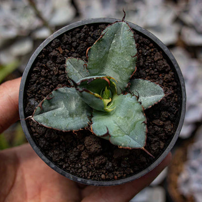 Agave Blue Ball