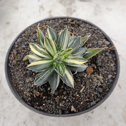 Agave Filifera Mediopicta