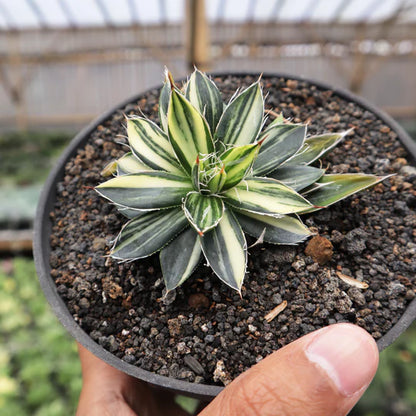 Agave Filifera Mediopicta