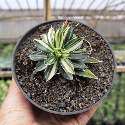 Agave Filifera Mediopicta