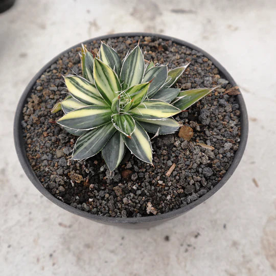 Agave Filifera Mediopicta