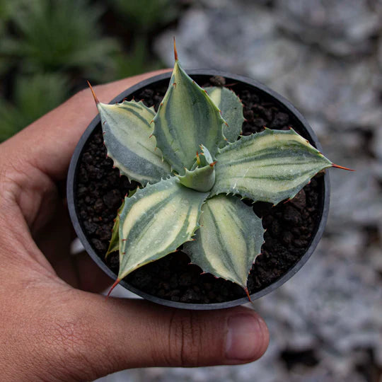 Agave Istimensis Variegated