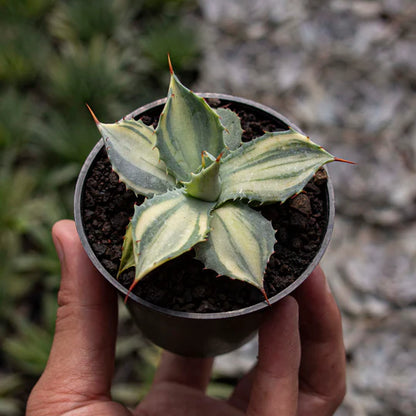 Agave Istimensis Variegated