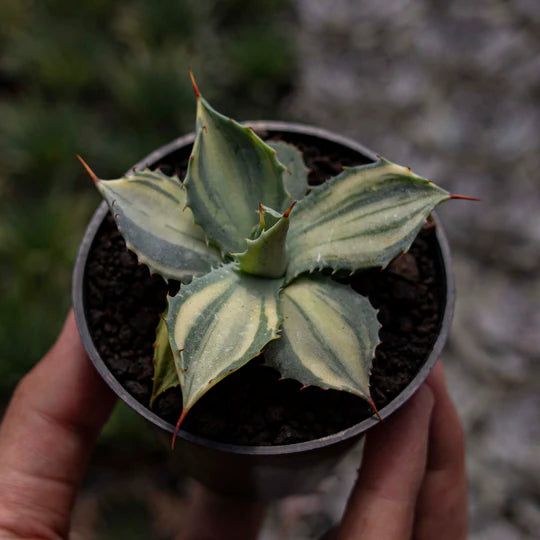 Agave Istimensis Variegated