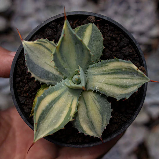 Agave Istimensis Variegated