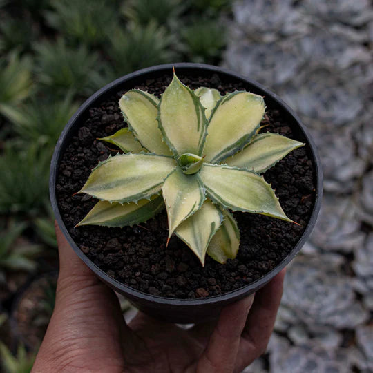 Agave Istismensis Mediopicta Variegated