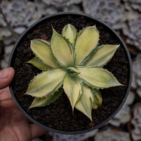 Agave Istismensis Mediopicta Variegated