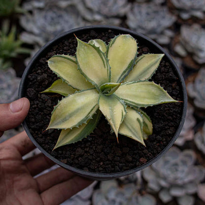 Agave Istismensis Mediopicta Variegated