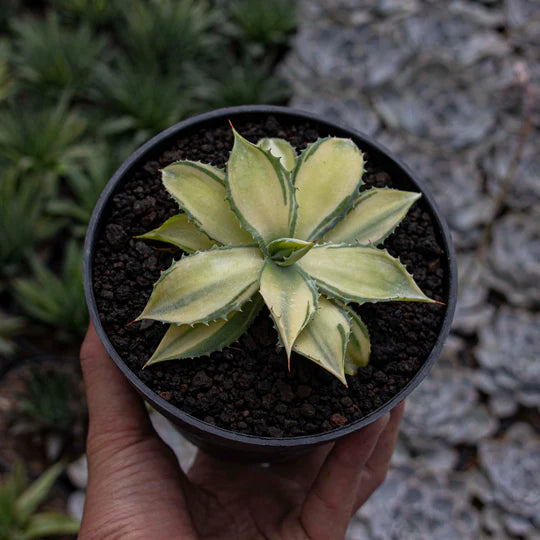 Agave Istismensis Mediopicta Variegated