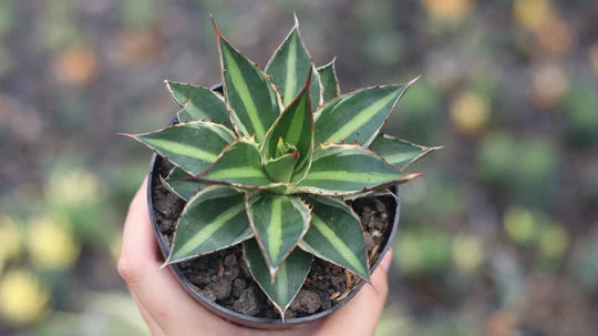 Agave Lophanta