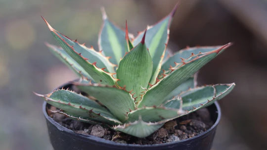 Agave Lophanta