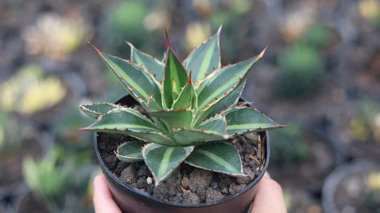 Agave Lophanta