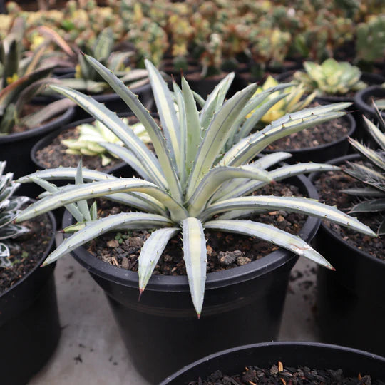 Agave Macroacantha Variegated