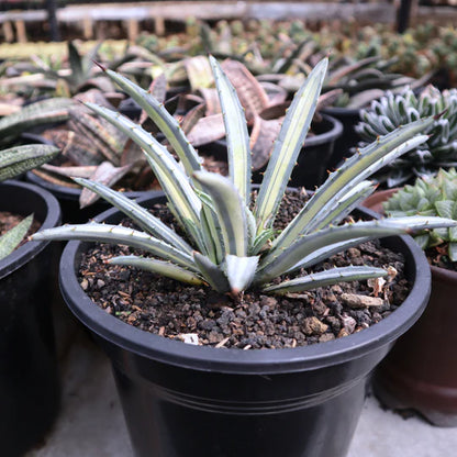 Agave Macroacantha Variegated