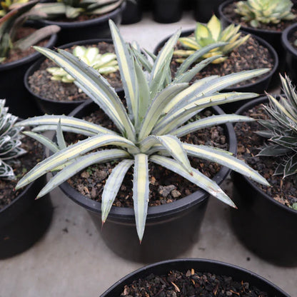 Agave Macroacantha Variegated