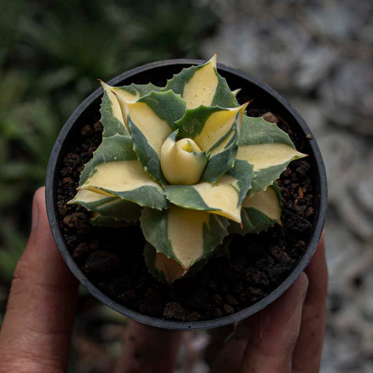 Agave Ohi Raijin Shiro Nakafu Yellow Variegated