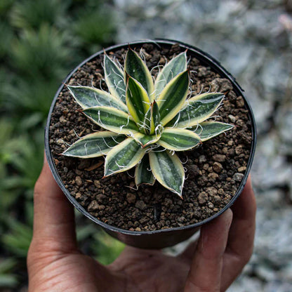 Agave Philifera