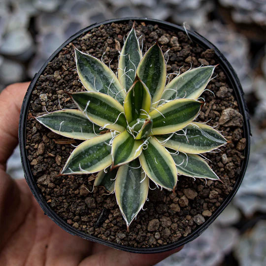 Agave Philifera