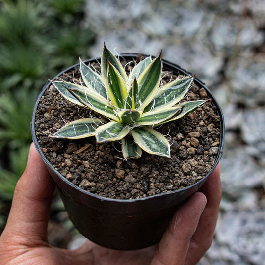 Agave Philifera