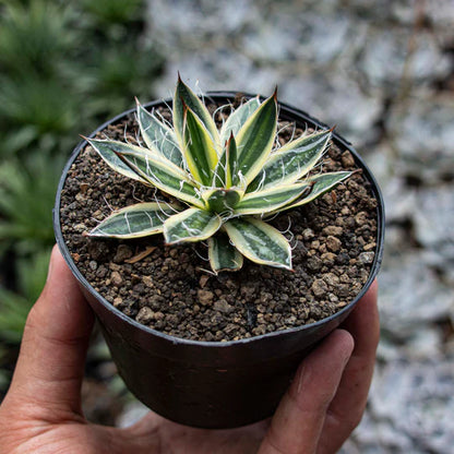 Agave Philifera