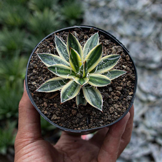 Agave Philifera