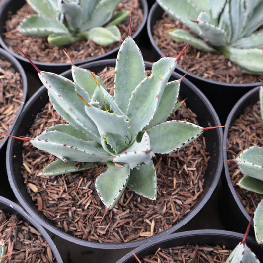 Agave Potatorum Cubic