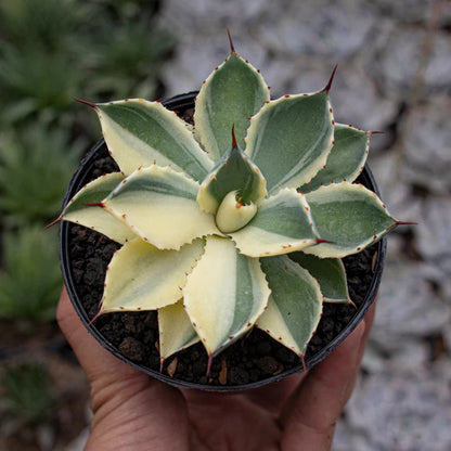 Agave Potatorum Kichiokan Sectoral Variegated