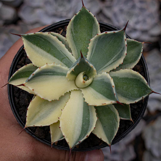 Agave Potatorum Kichiokan Sectoral Variegated