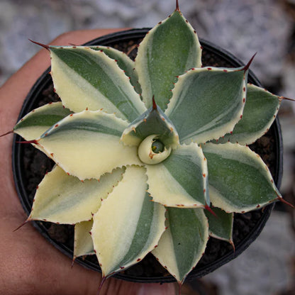 Agave Potatorum Kichiokan Sectoral Variegated