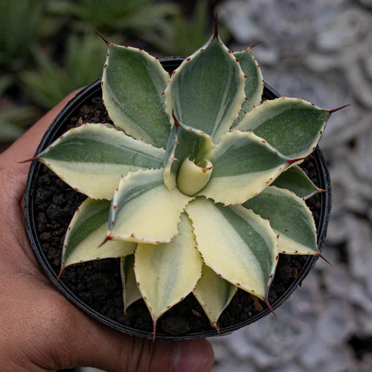 Agave Potatorum Kichiokan Sectoral Variegated