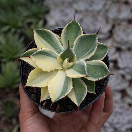 Agave Potatorum Kichiokan Sectoral Variegated