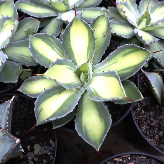 Agave Potatorum Lime Green