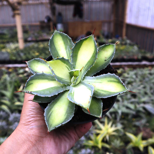 Agave Potatorum Lime Green