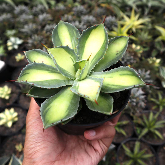 Agave Potatorum Lime Green