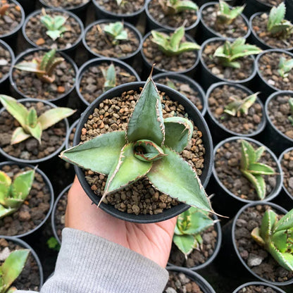 Agave Rancho thambor